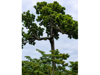 Árbol de castaña amazónica Bertholletia excelsa