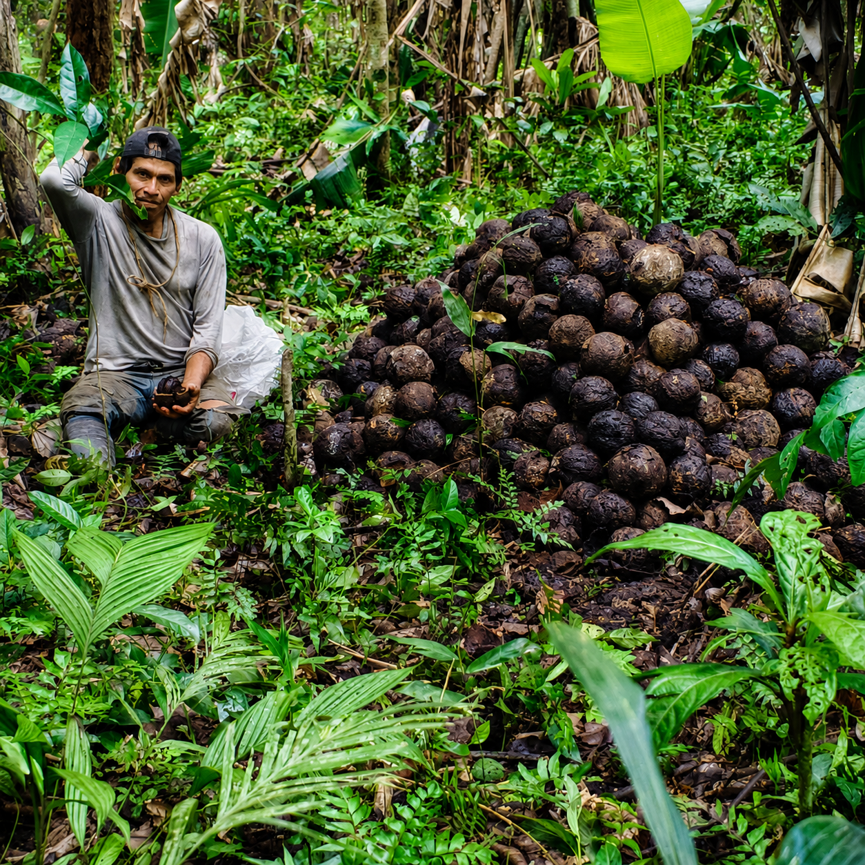 El Valor de la Castaña de Tambopata