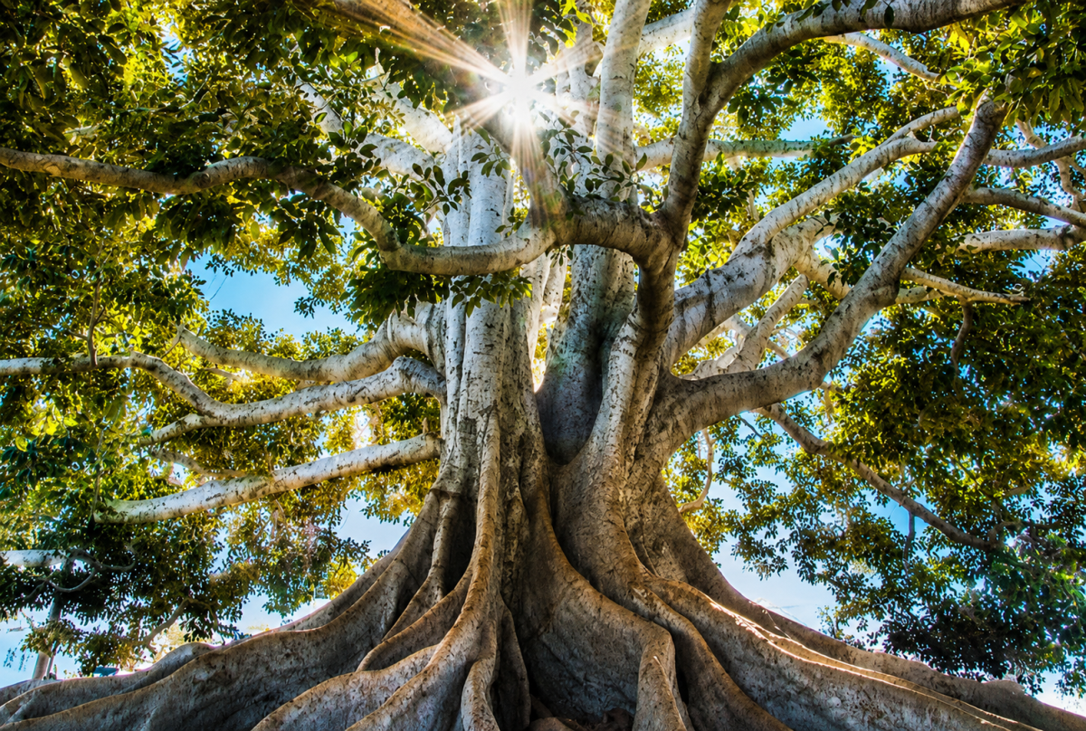 Conservación del Bosque